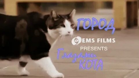 Город глазами кота 2018