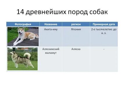 Породы собак характеристики фото