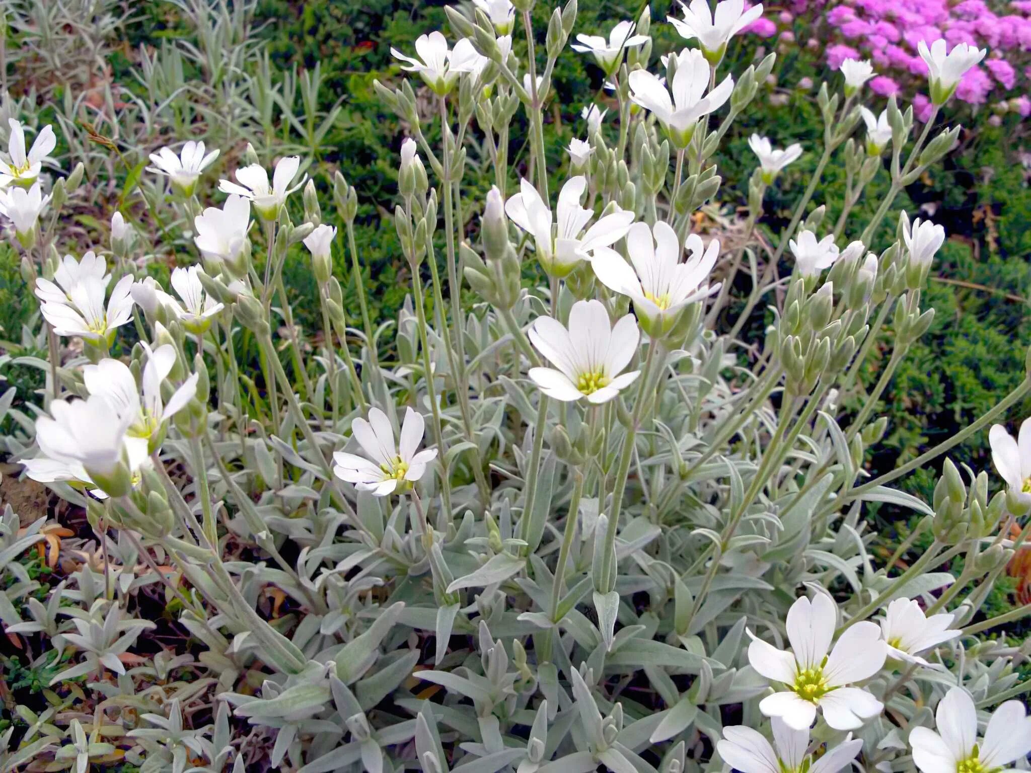 Ясколка многолетняя купить фото. Ясколка войлочная (Cerastium tomentosum). Ясколка шерстистая. Ясколка костенцовая. Ясколка серебристая.