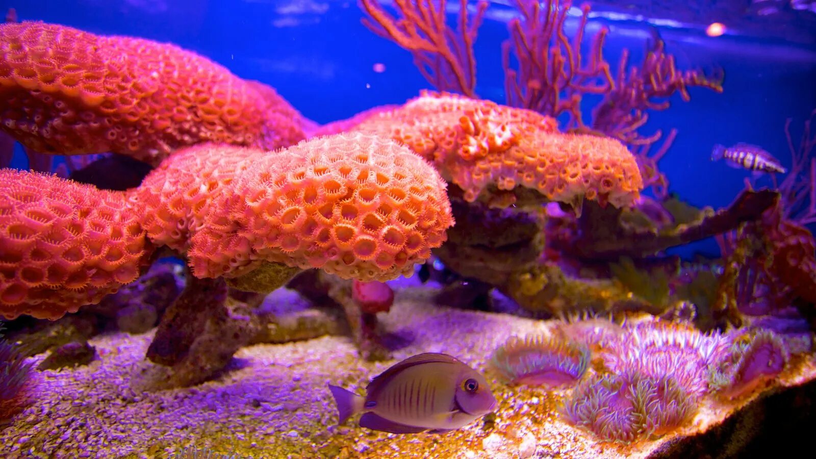 Риф парк. Морской парк на рифах туббатаха. риф туббатаха филиппины. john pennekamp coral reef state park. коралл.