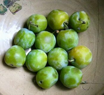 Зеленая слива фрукт