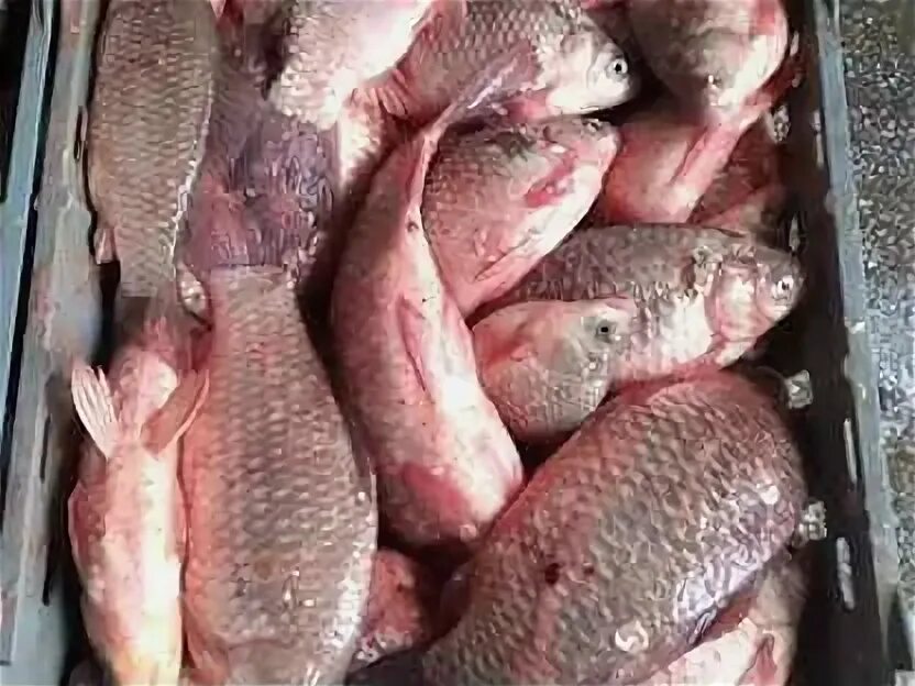 Окунь улов летом. Крупный карась. Караси и карпы сазан разница. Смесь карася и карпа. Морской карась азовский.