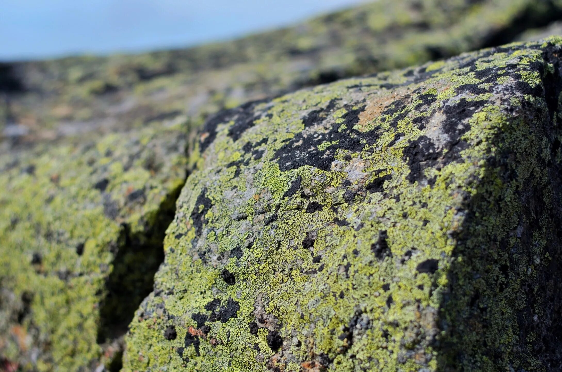 Литофильные мхи. Эпилитные лишайники. Каменный мох лишайник.