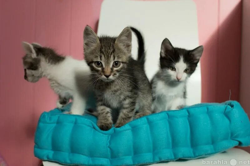 До какого возраста коты котята. Котята ишим. котенок 1.5 месяца. сиамские коты в хорошие руки. котята ишим новые объявления.
