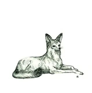 Шакал рисунок