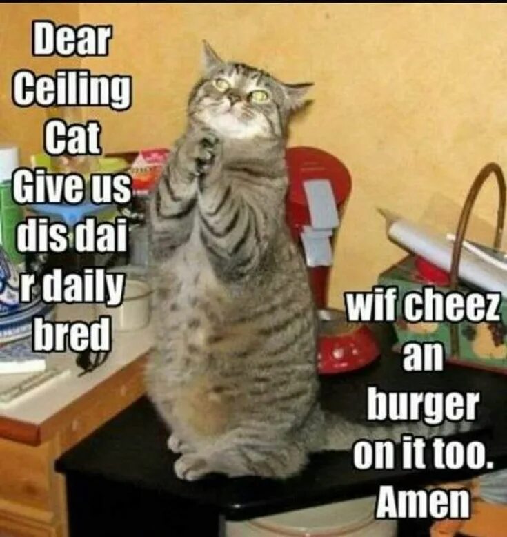 My cat is give. Ceiling cat. cat on the ceiling. lolcats cheeseburger. cat prayer.