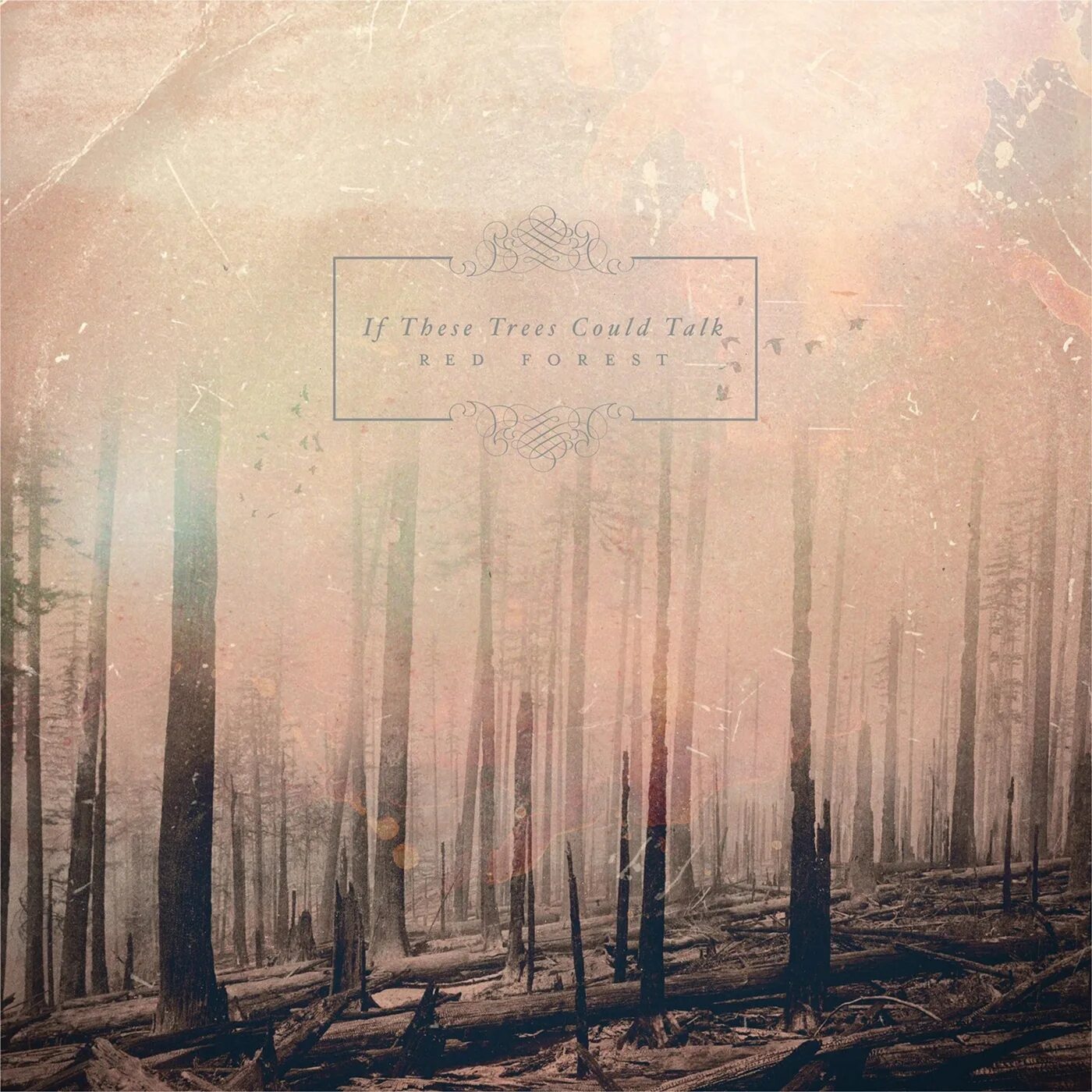 If trees could talk