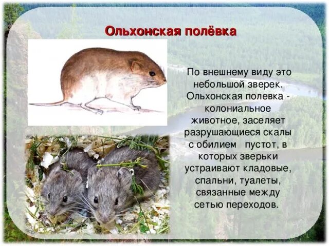 Полевка сообщение 4 класс окружающий мир. Полевка сообщение 4 класс окружающий мир