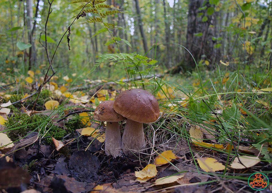 Подберезовик березовый. Белый гриб берёзовый Boletus betulicola. Грибы в березовой роще. Белые грибы под березами. Подберезовик под березой.