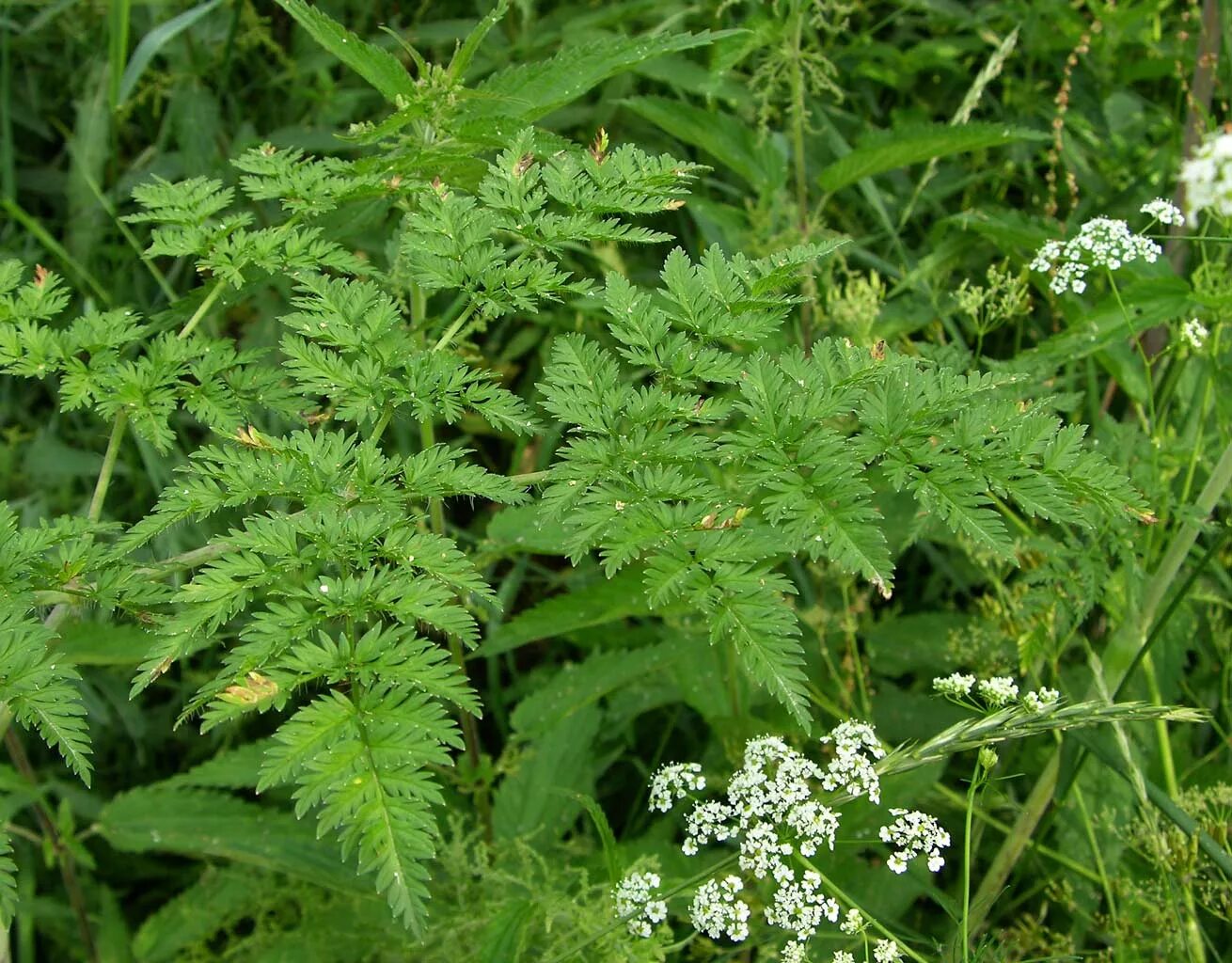 Зонтичные бутень. Бутень кавказский. Зонтичные бутень. Зонтичные бутень. Бутень ароматный (chaerophyllum aromaticum).