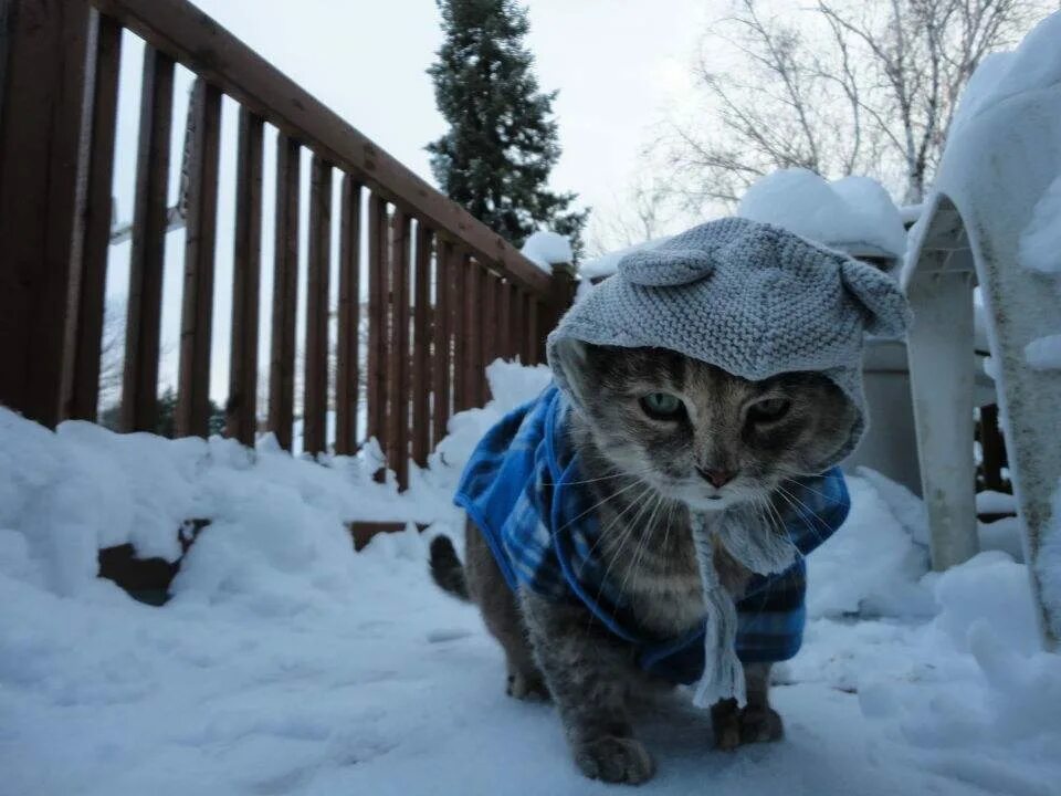 Замерзший кот твикс. Кот замерз. кошки зимой. котик замерз.