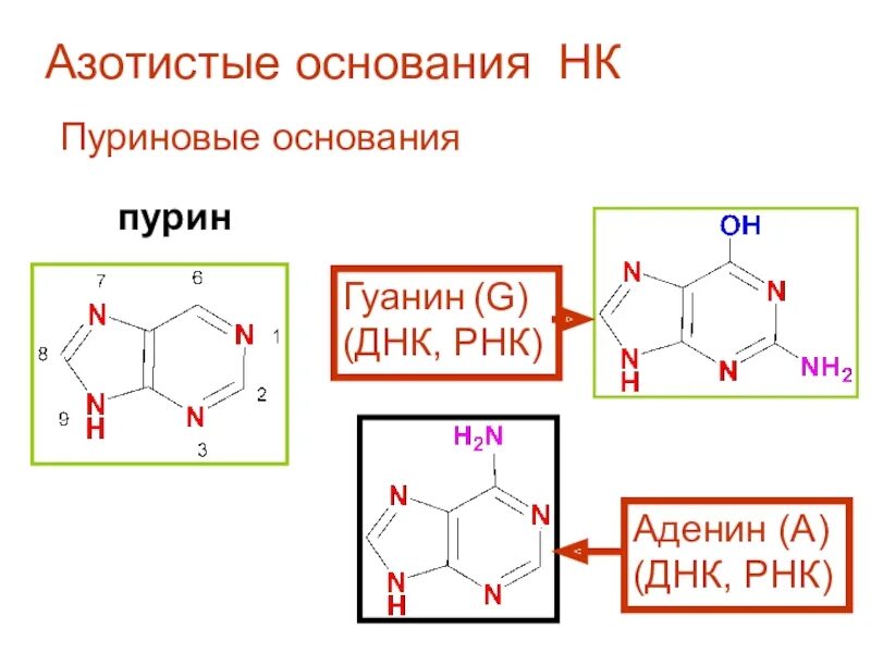 Пуриновые азотистые основания РНК. Пурин и пуриновые основания гуанин аденин. Структурные формулы азотистых оснований. Свойства азотистых оснований.