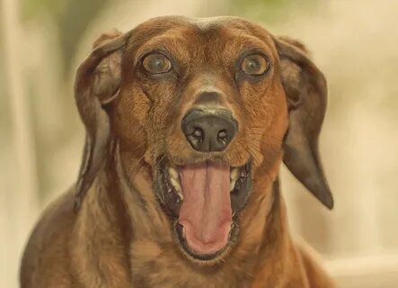 Facing dog