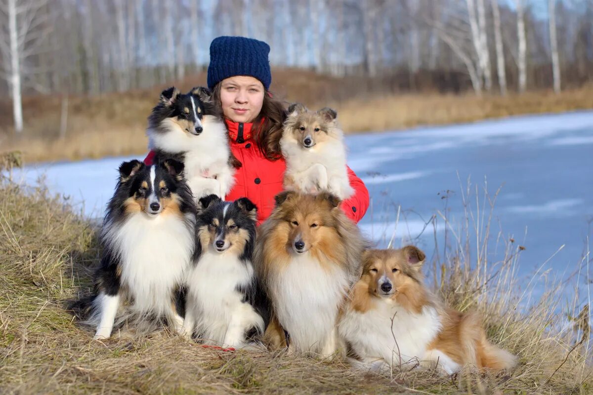 найти собачек. ротвейлер питомник. шелти колли+корги. заводчики щенков. заводчики щенков.