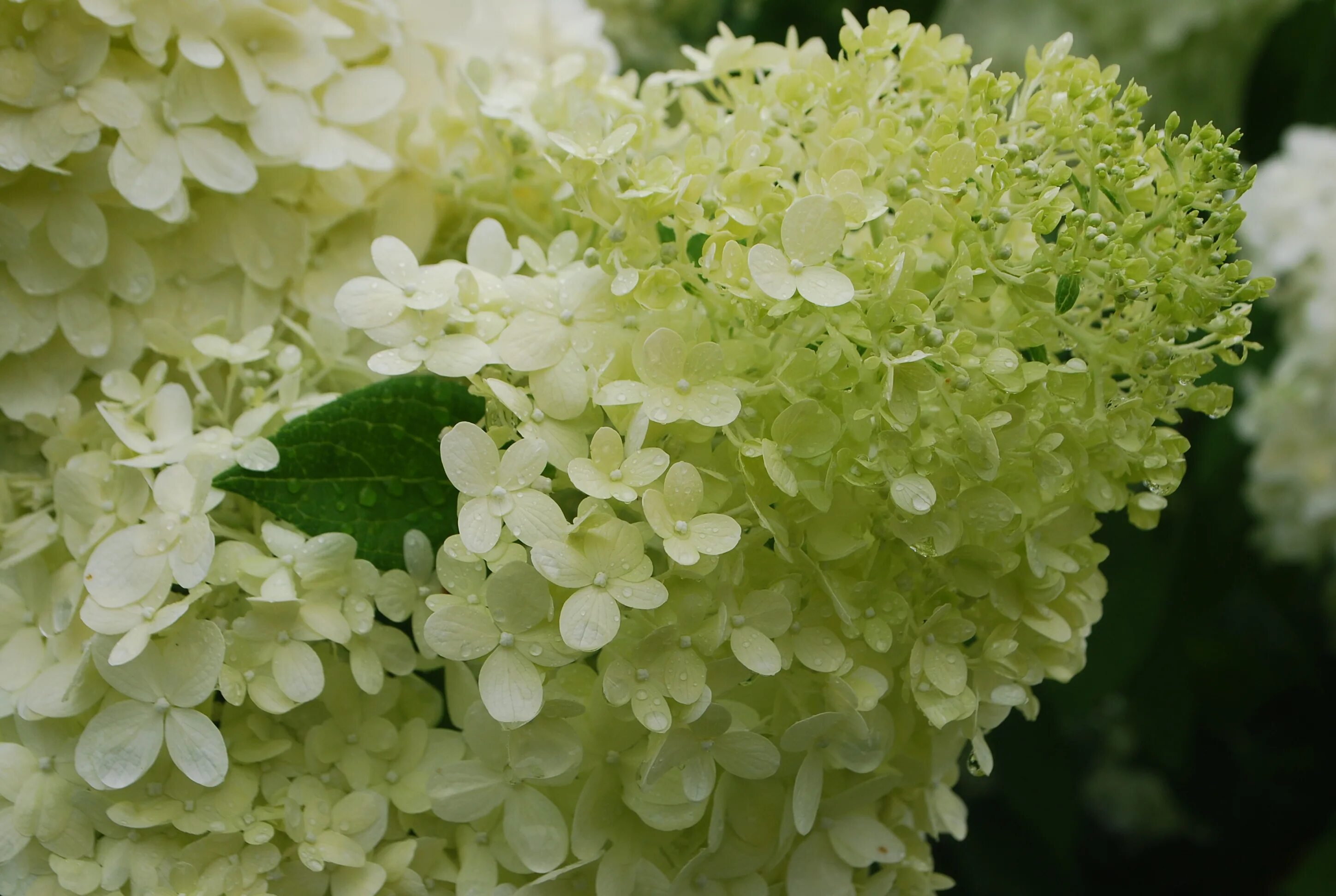 Метельчатая мохито. Метельчатая мохито. Метельчатая мохито. Метельчатая мохито. Метельчатая мохито.