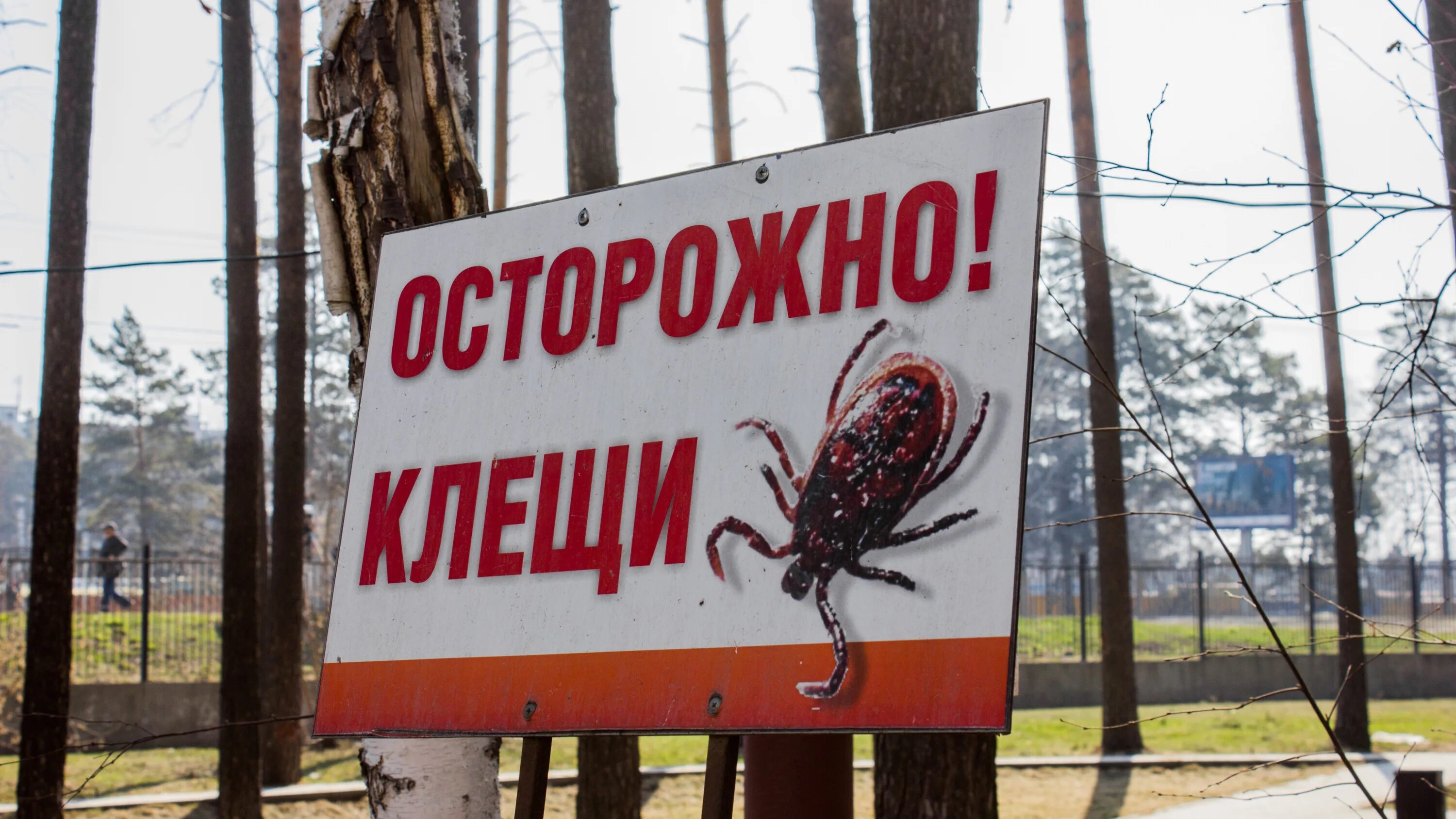 Где клещи в городе. Клещи новосибирской области. клещевой энцефалит в нсо. осторожно клещи новосибирск.