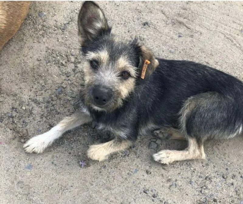 потеряшки волгоград собаки