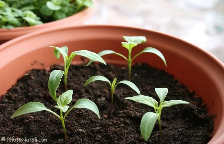 ростки перец рассада. всходы фасоли. сеянцы горького перца. проросток перца. ростки перец рассада.