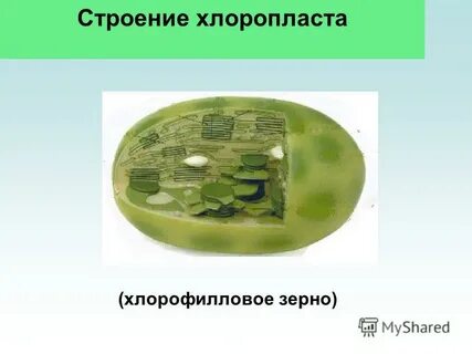 В хлоропластах содержится зеленый пигмент