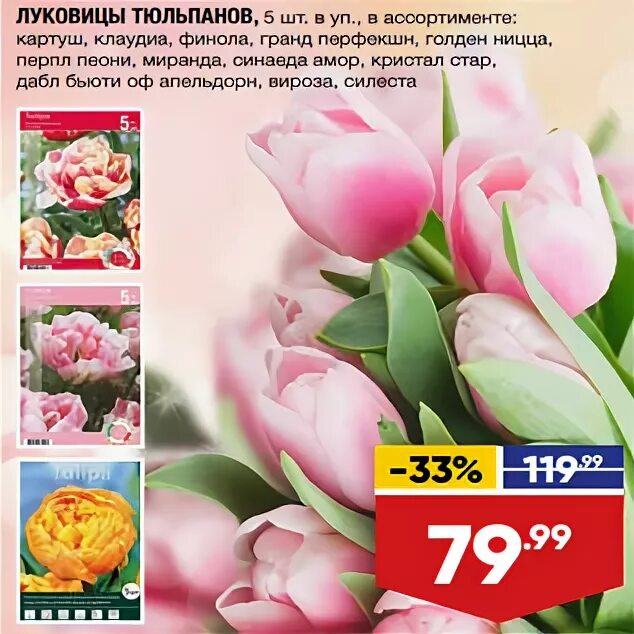Тюльпаны в окее. Тюльпаны лента супермаркет. окей тюльпаны. луковицы тюльпанов в ленте.