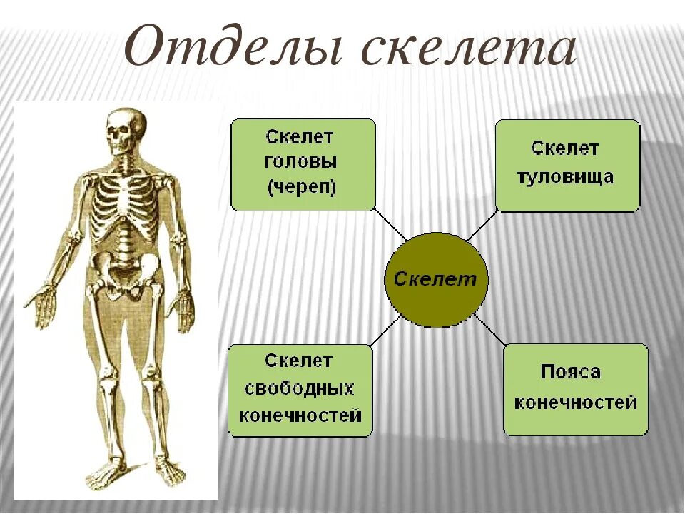 Какие отделы имеет скелет. Строение скелета человека. скелет биология 8 класс.