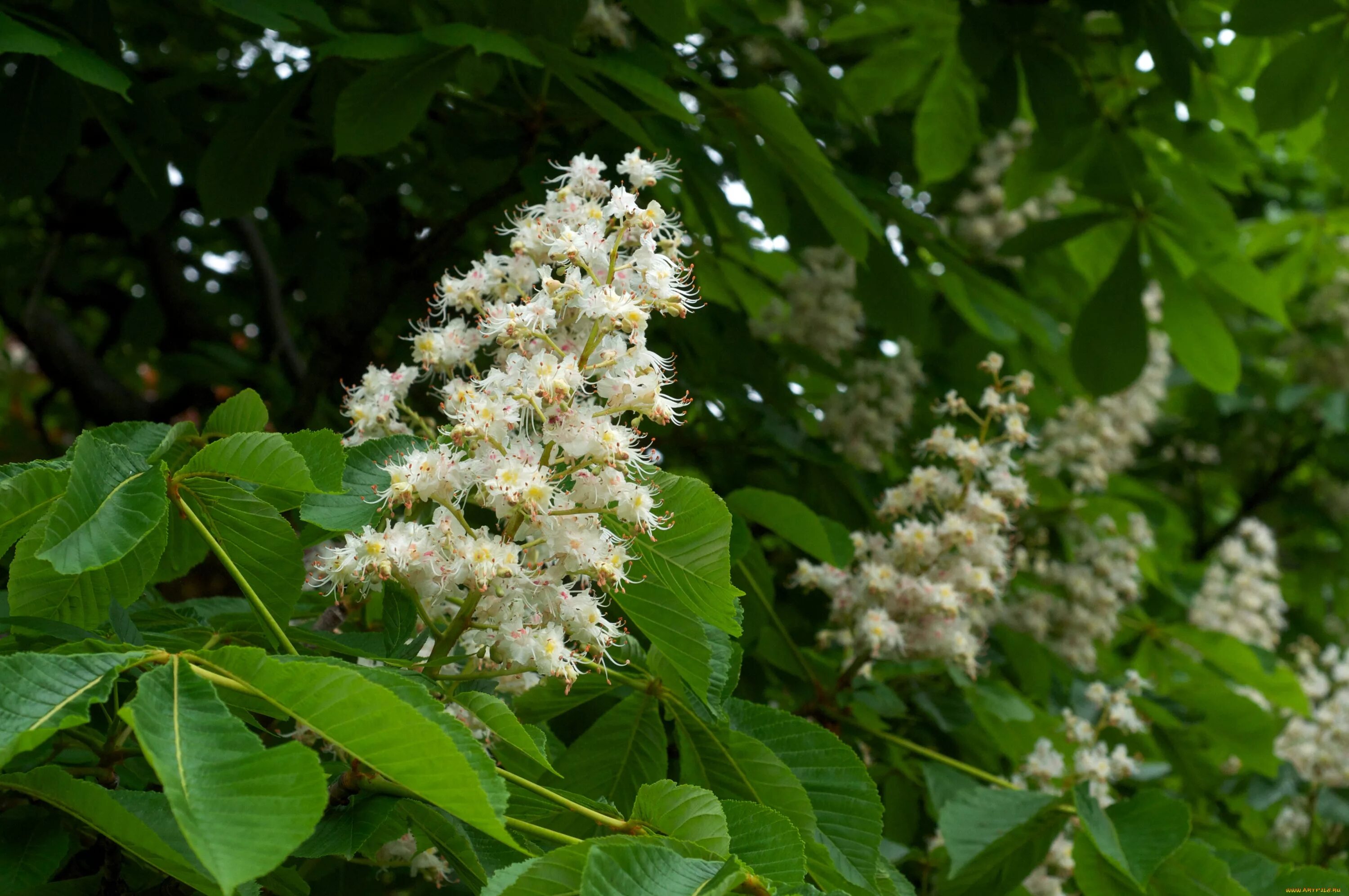 Каштановое дерево. Каштан конский (Aesculus). Конский каштан мелкоцветковый. Каштан конский Баумани. Каштановые цветы