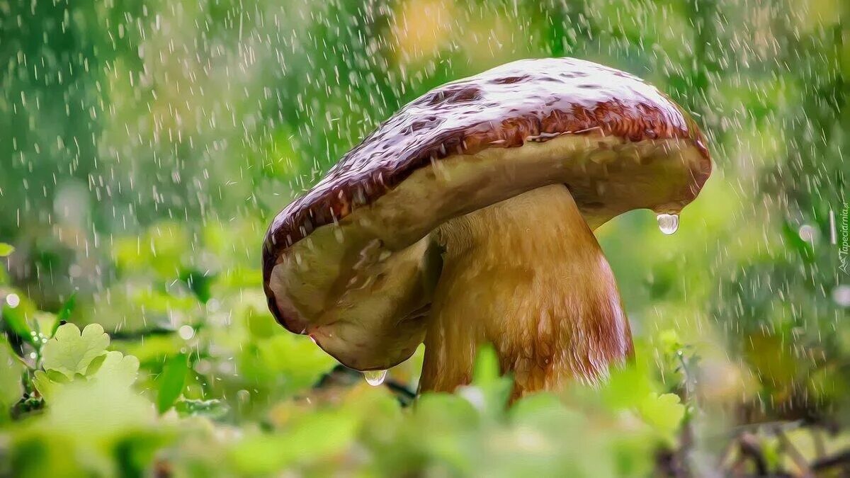 Дождя больше грибов. Грибной дождь. Грибы под дождем. Грибы после дождя. Грибной дождь и грибы.