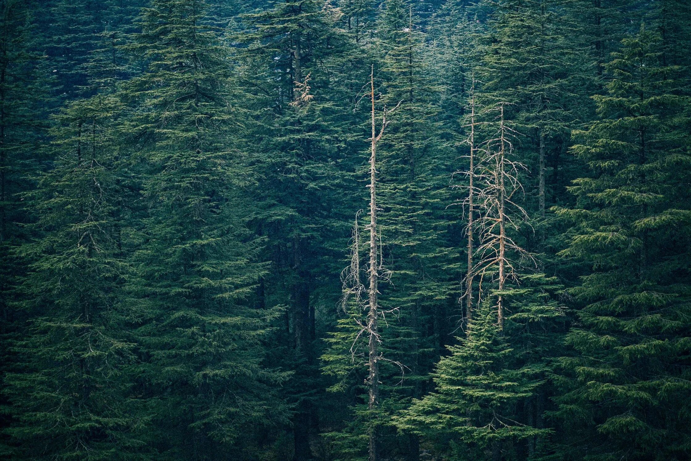 Стоят глубокие леса. Глубокий лес. Глубокий лес. Глубоко в лесу. Глубокий для леса.