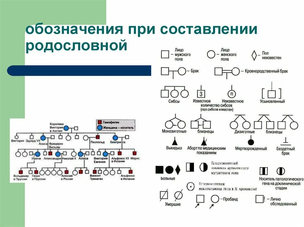 Условные обозначения в генеалогическом древе