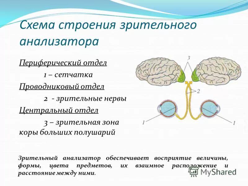 Проверочная по теме зрительный анализатор