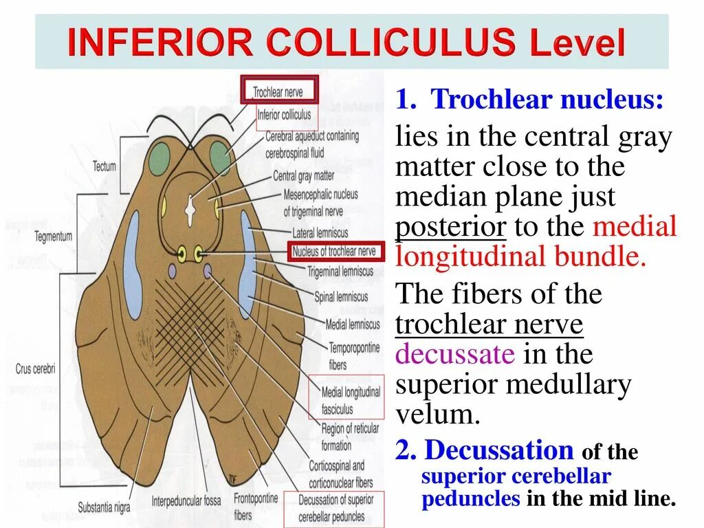 Colliculus superior. Colliculus inferior анатомия. colliculus inferior mesencephali. colliculus inferior латынь.