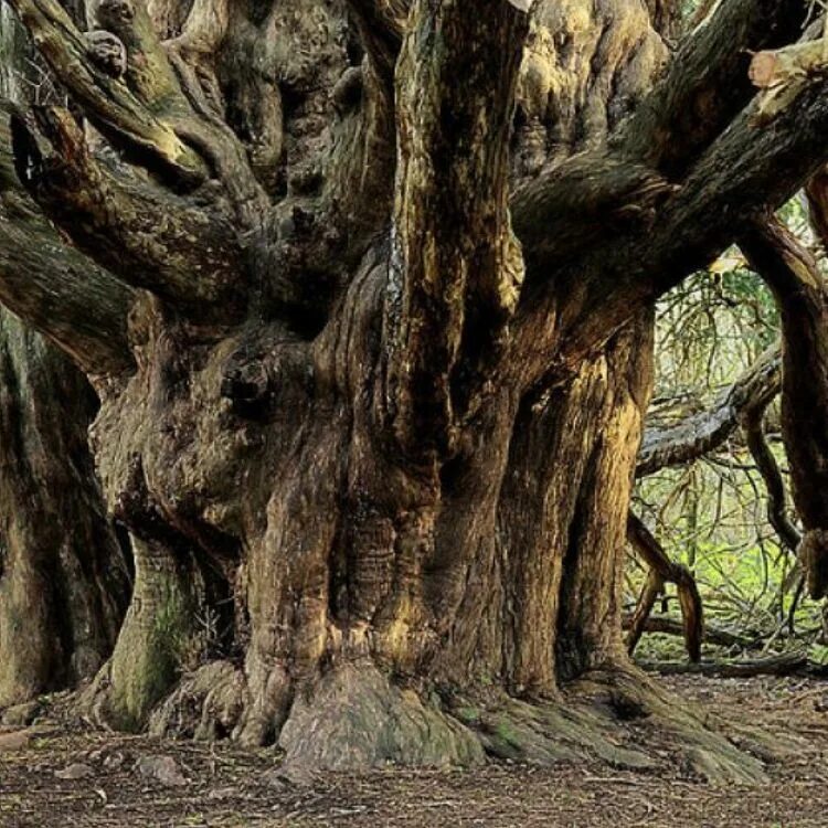 It is old tree