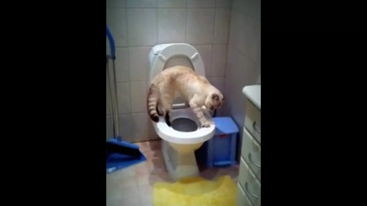 Пошла пописать в туалет. Кот смывает за собой туалет. Русалка в туалете. Как русалки ходят в туалет.