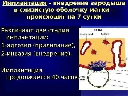 Время имплантации эмбриона в матку