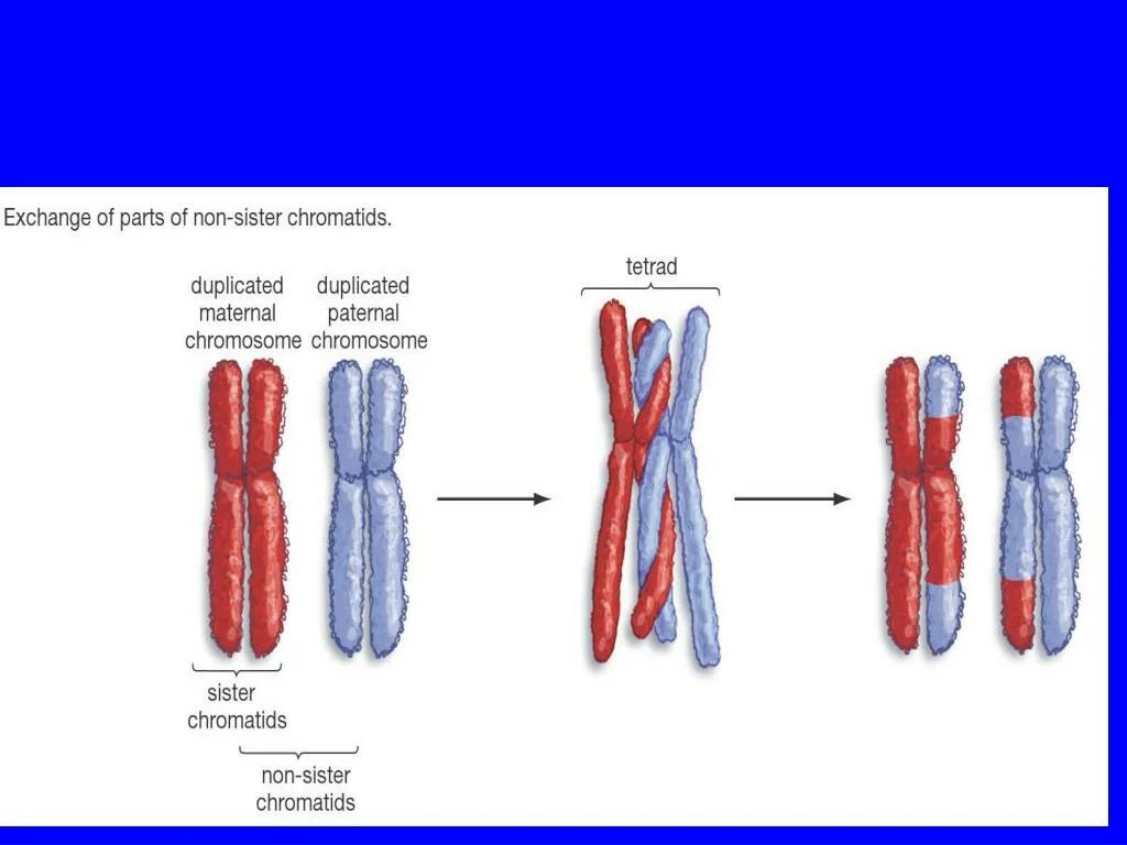 Случайная комбинация негомологичных хромосом в мейозе. Гомологичные хромосомы схема. Гомологичные хромосомы в метафазе мейоза. Гомологичные и сестринские хромосомы. Сближение гомологических хромосом.