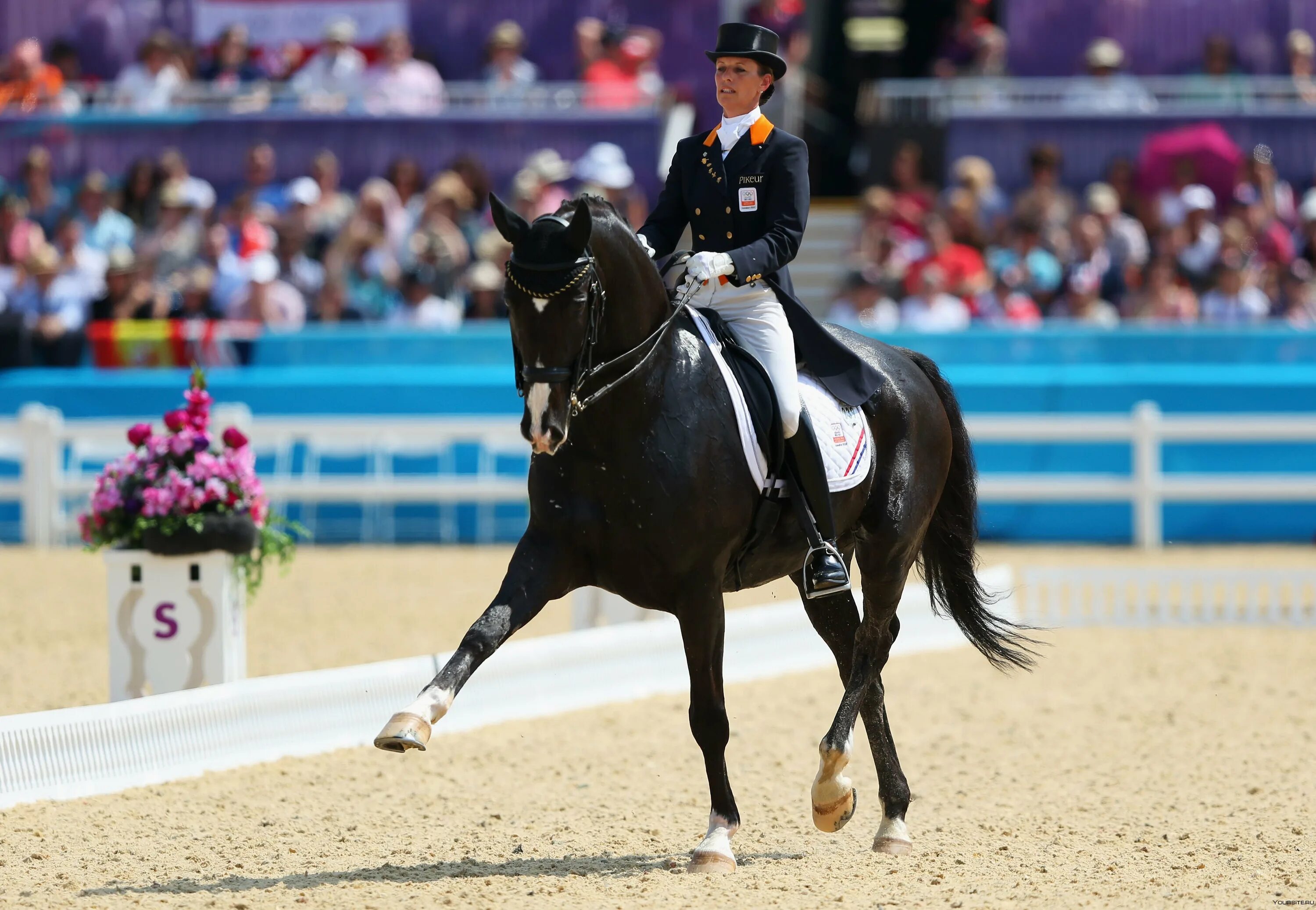 Sports horse. Анки Ван Грюнсвен. Анки Ван Грюнсвен на Салинеро. Конный спорт выездка конкур троеборье. Анки Ван Грюнсвен конный спорт выездка.