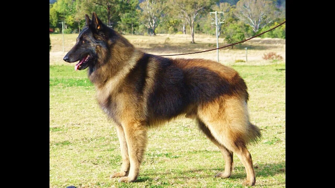 Dog, Belgian Shepherd Tervuren, Running Stock Image Image of herding, outdoors