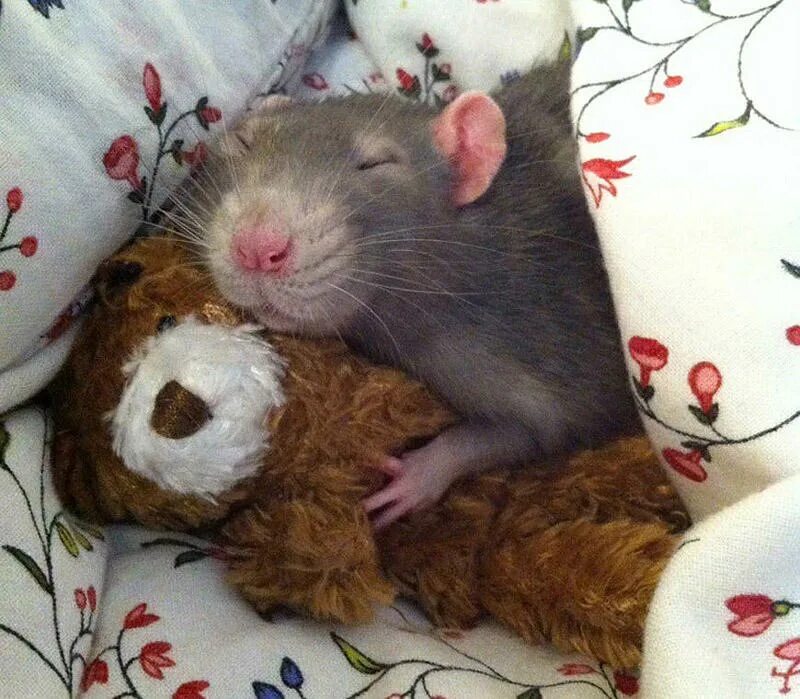 Почему крысы спят. Спящие крысы. Милые крысы.
