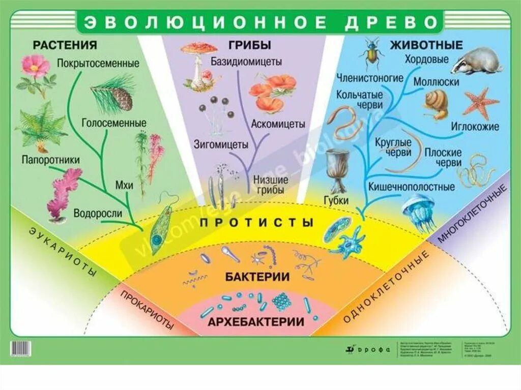 Древо эволюции живых организмов. Эволюционное Древо растений и животных. Эволюционное дерево.