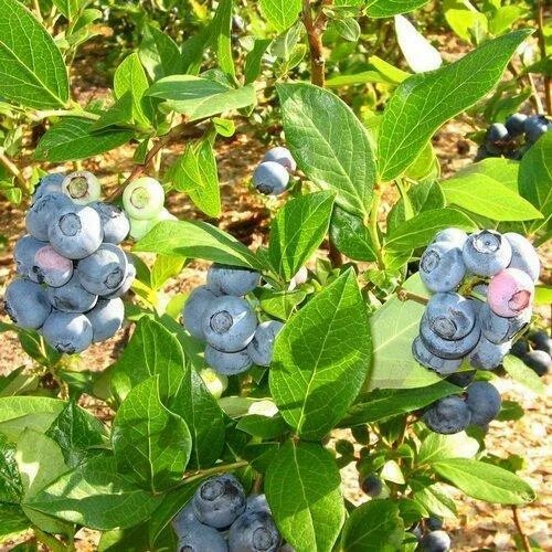 Голубика дюк описание сорта фото Дорогие НАШИ!!! С завтрашнего дня стартует АКЦИЯ ДНЯ! И первой попадает под неё