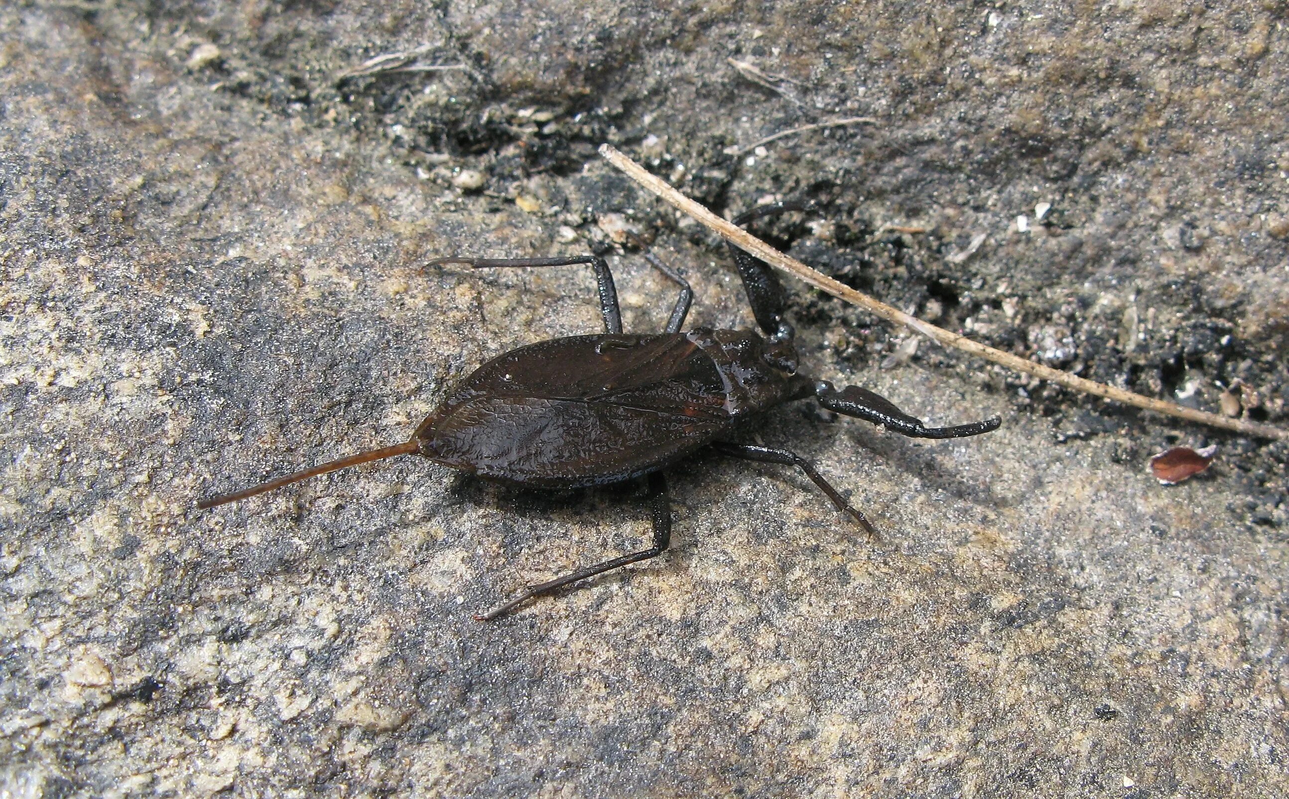 Водяной Скорпион NEPA cinerea. Жук с жалом. Чёрный Жук с жалом. Черный Жук с хвостом.