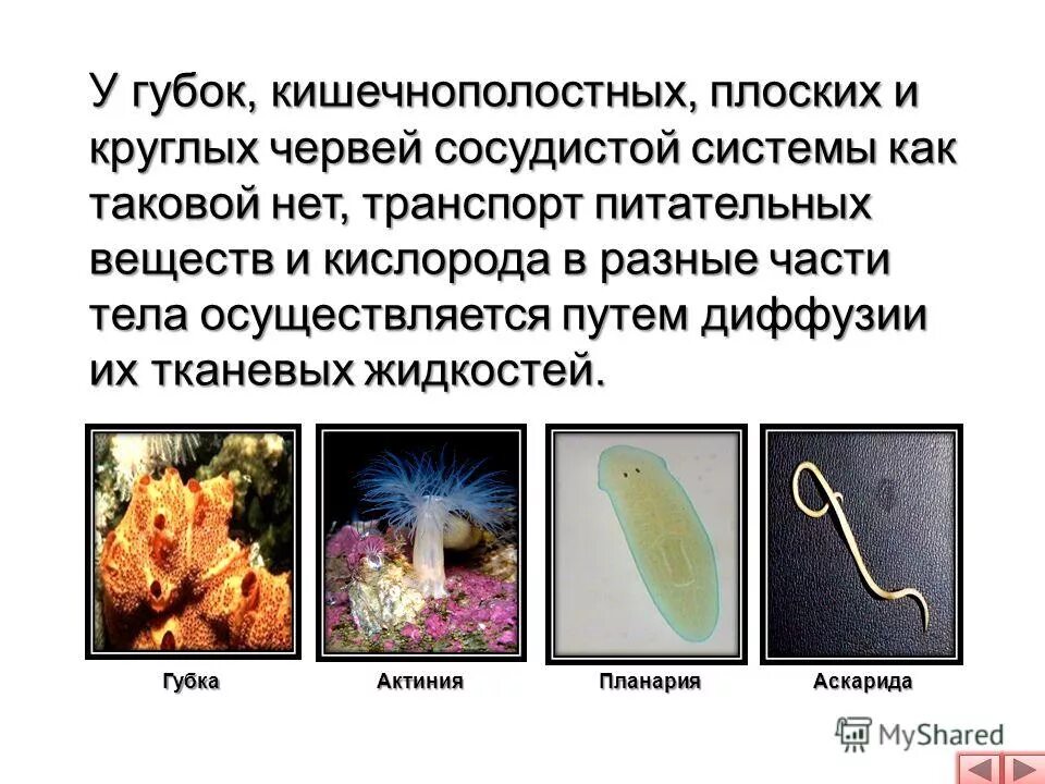 Плоские, круглые, кольчатые черви, моллюски, членистоногие. Круглые черви кишечнополостные. Эволюционное развитие червей. Органы дыхания и газообмен одноклеточных. Свободноживущие плоские черви дышат.