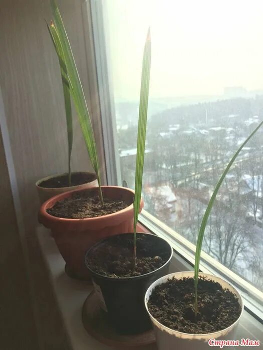 Пальма из семечки