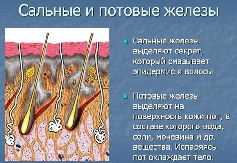 Какие функции имеет кожа. Строение кожи потовая железа. Строение потовых и сальных желез. Таблица железы кожи потовые и сальные. Потовые железы располагаются в слое кожи.