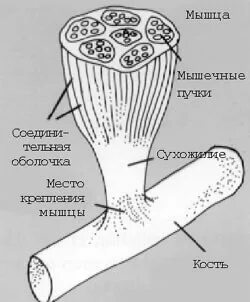 Крепятся к костям