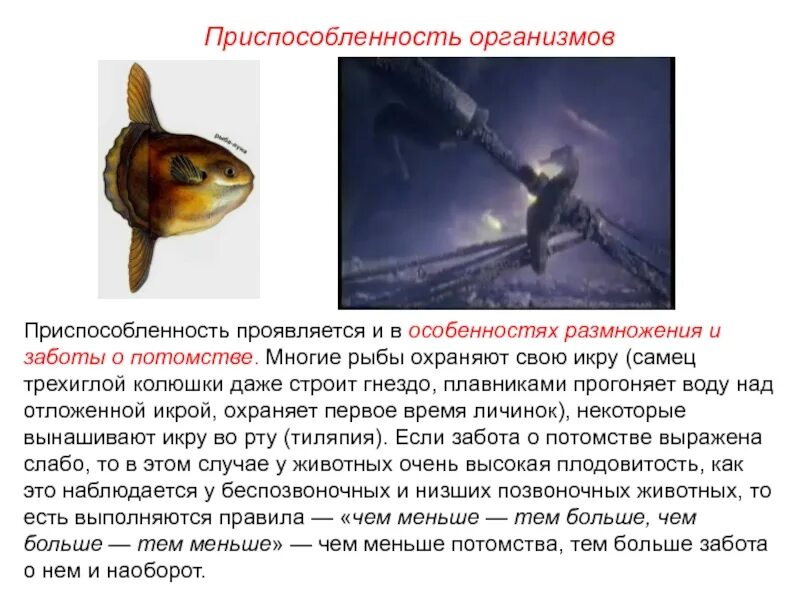 Тилапия забота о потомстве. Примеры проявления заботы о потомстве у рыб. Примеры рыб которые заботятся о потомстве. Как рыбы заботятся о потомстве. Сообщение на тему забота о потомстве у рыб.
