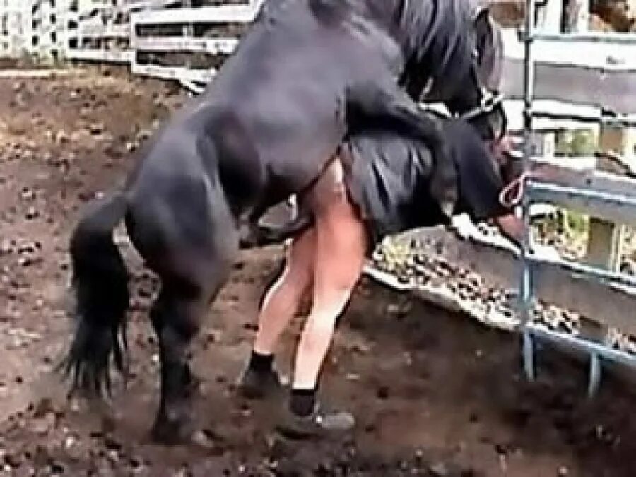 Бык Ебет Шлюху