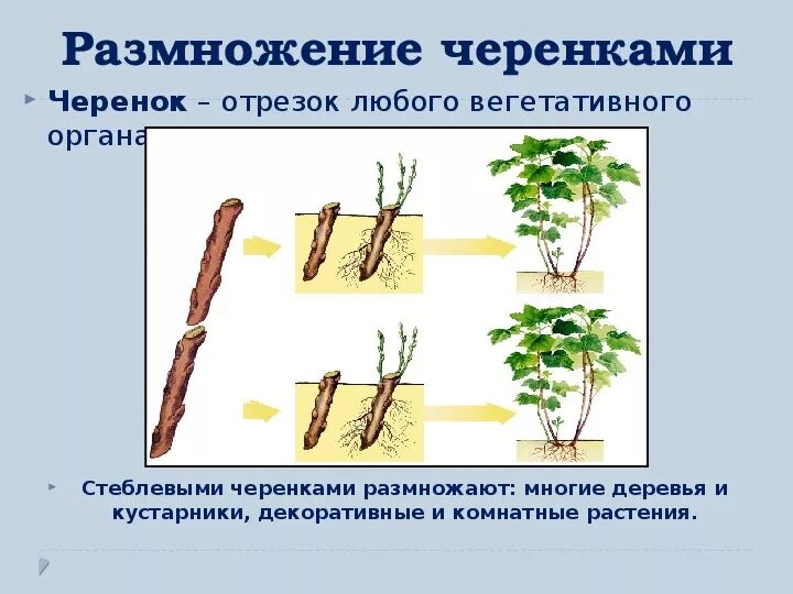 Растения можно размножать. Отводки вегетативное размножение. Схема черенкования растений. Способы вегетативного размножения растений черенками. Размножение растений черенками схема.