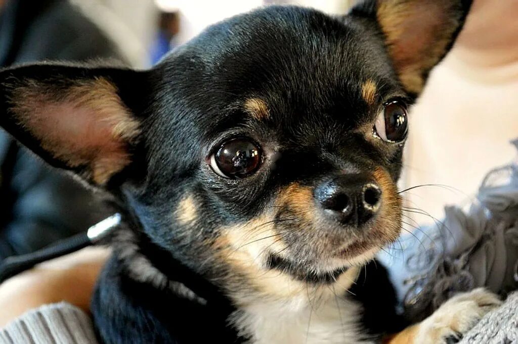 чихуахуа альбинос. собаки рады. сук чихуа. чихуахуа кабо. щенок чихуа девочка.