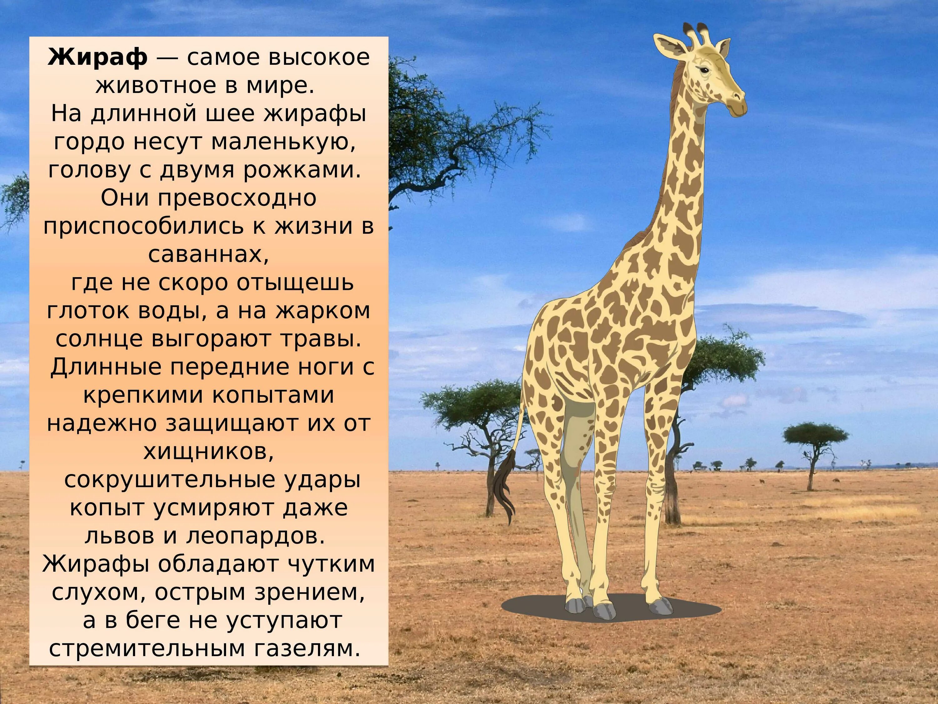 Доклад животные африки. Рассказать о жирафе. Рассказ о жирафе. Интересное о жирафе для детей. Интересные факты о жирафах.